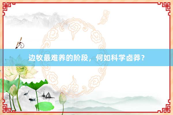 边牧最难养的阶段，何如科学卤莽？